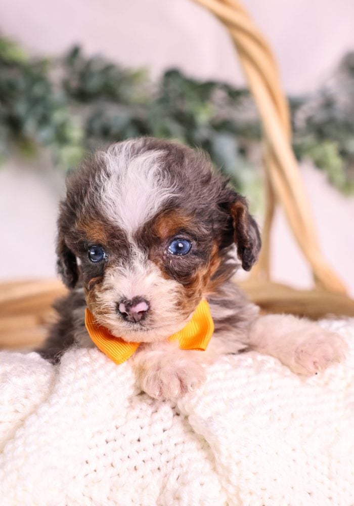 Micro Mini Bernedoodle puppy