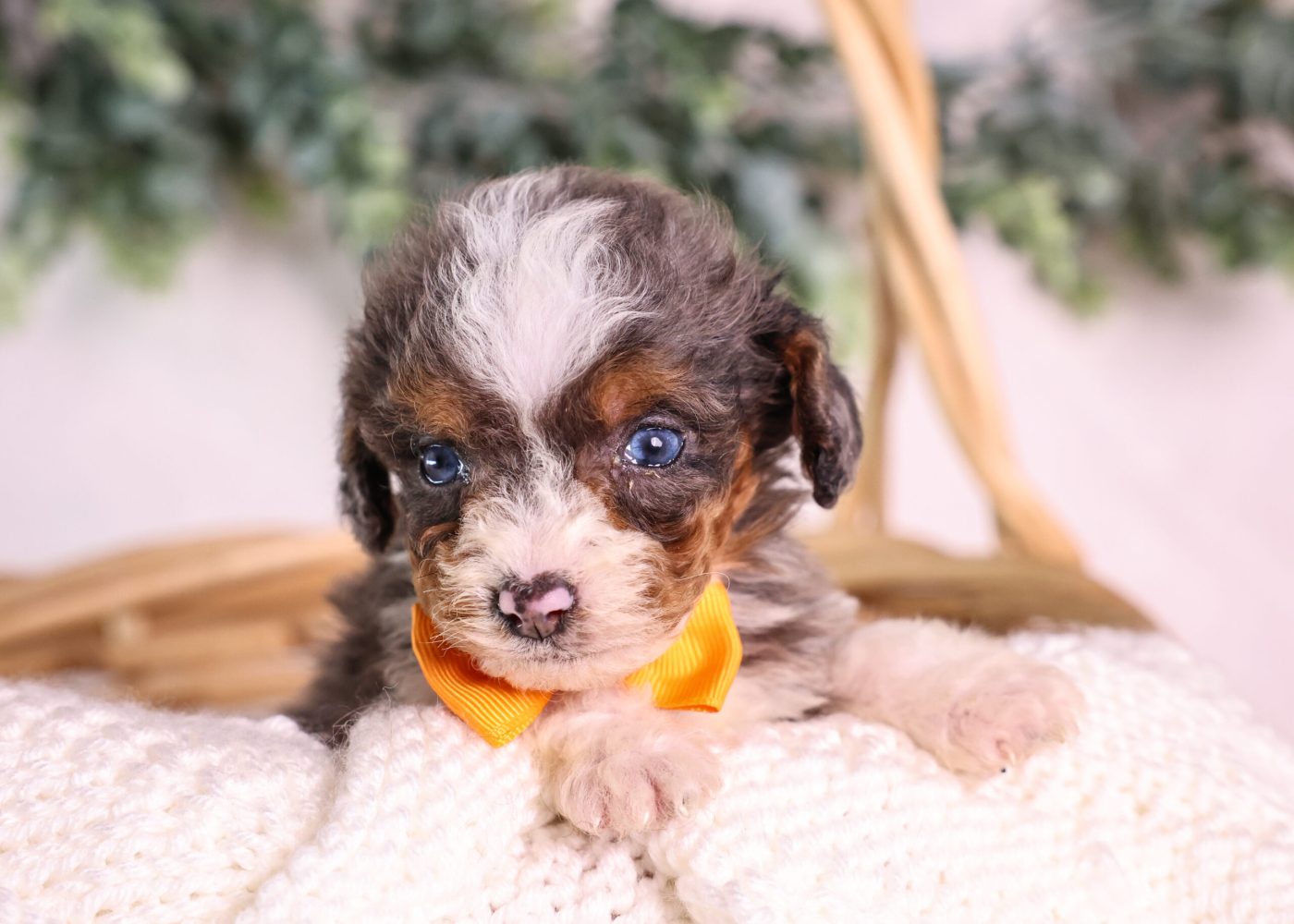 Micro Mini Bernedoodle puppy