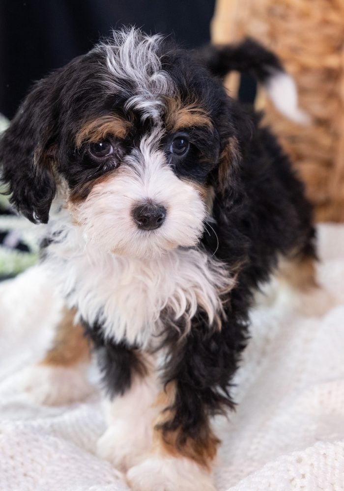 Micro Mini Bernedoodle puppy