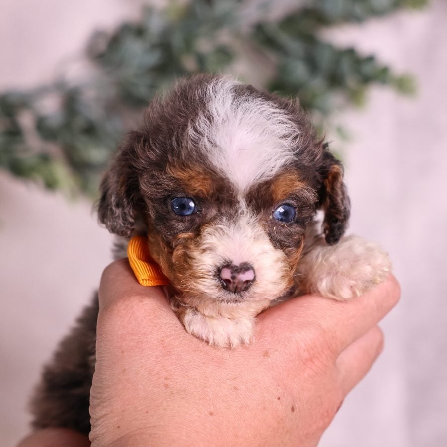 Micro Mini Bernedoodle puppy breeder