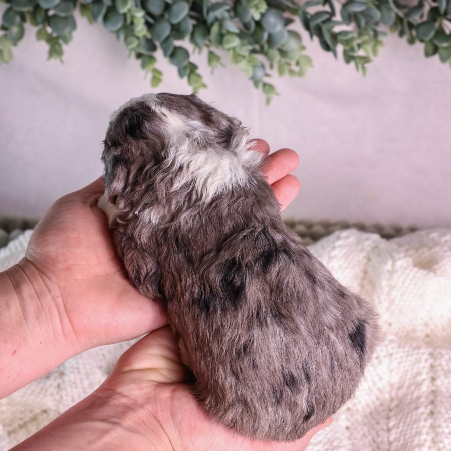Micro Mini Bernedoodle puppy for sale