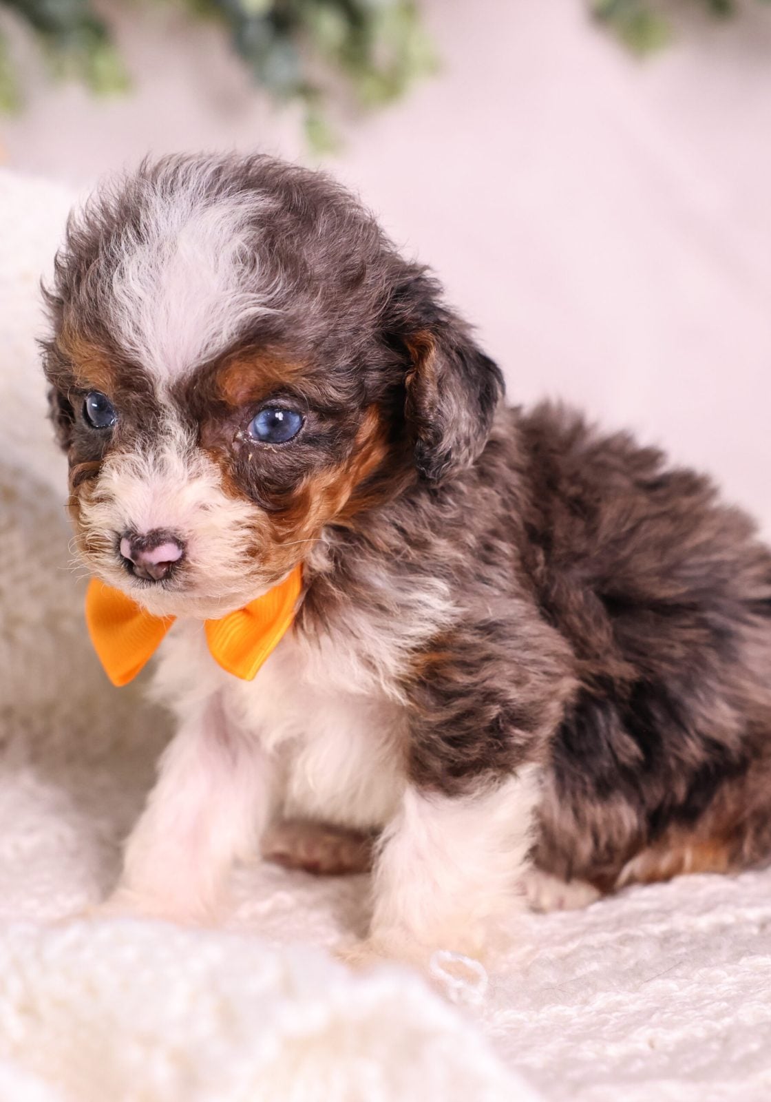 Micro Mini Bernedoodle puppy for sale