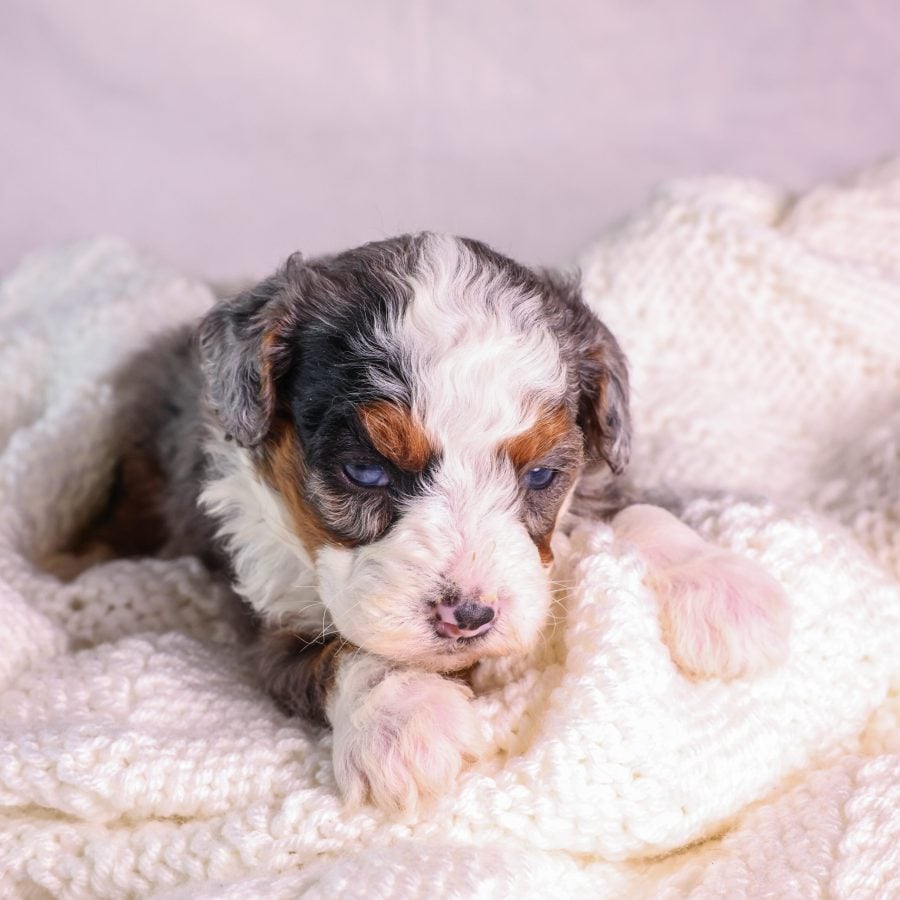 Micro Mini Bernedoodle puppy for sale near me