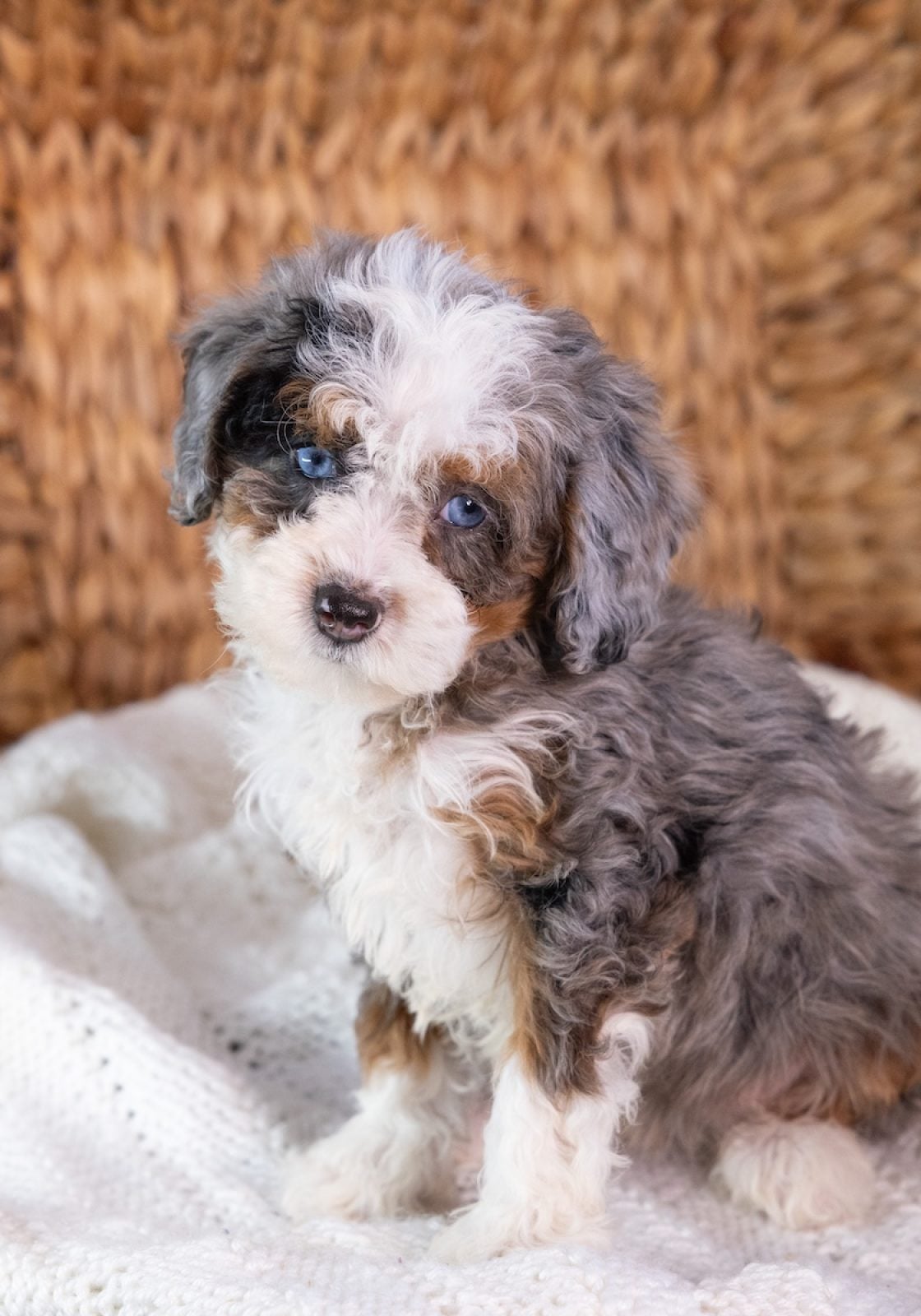 Micro Mini Bernedoodle puppy near me pa