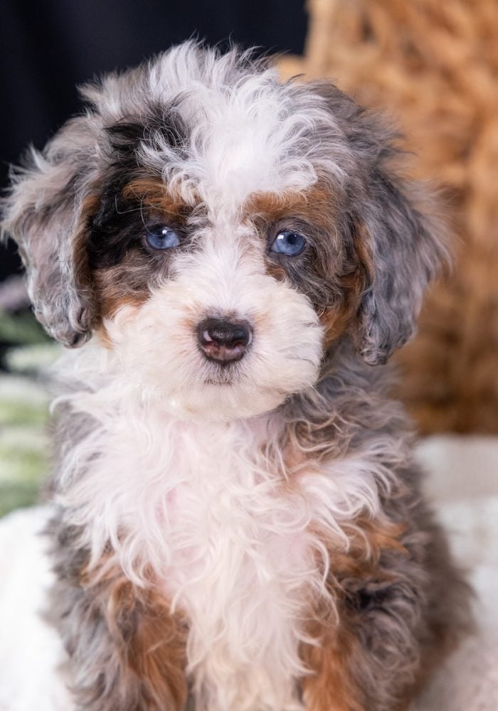 Micro Mini Bernedoodle puppy near me