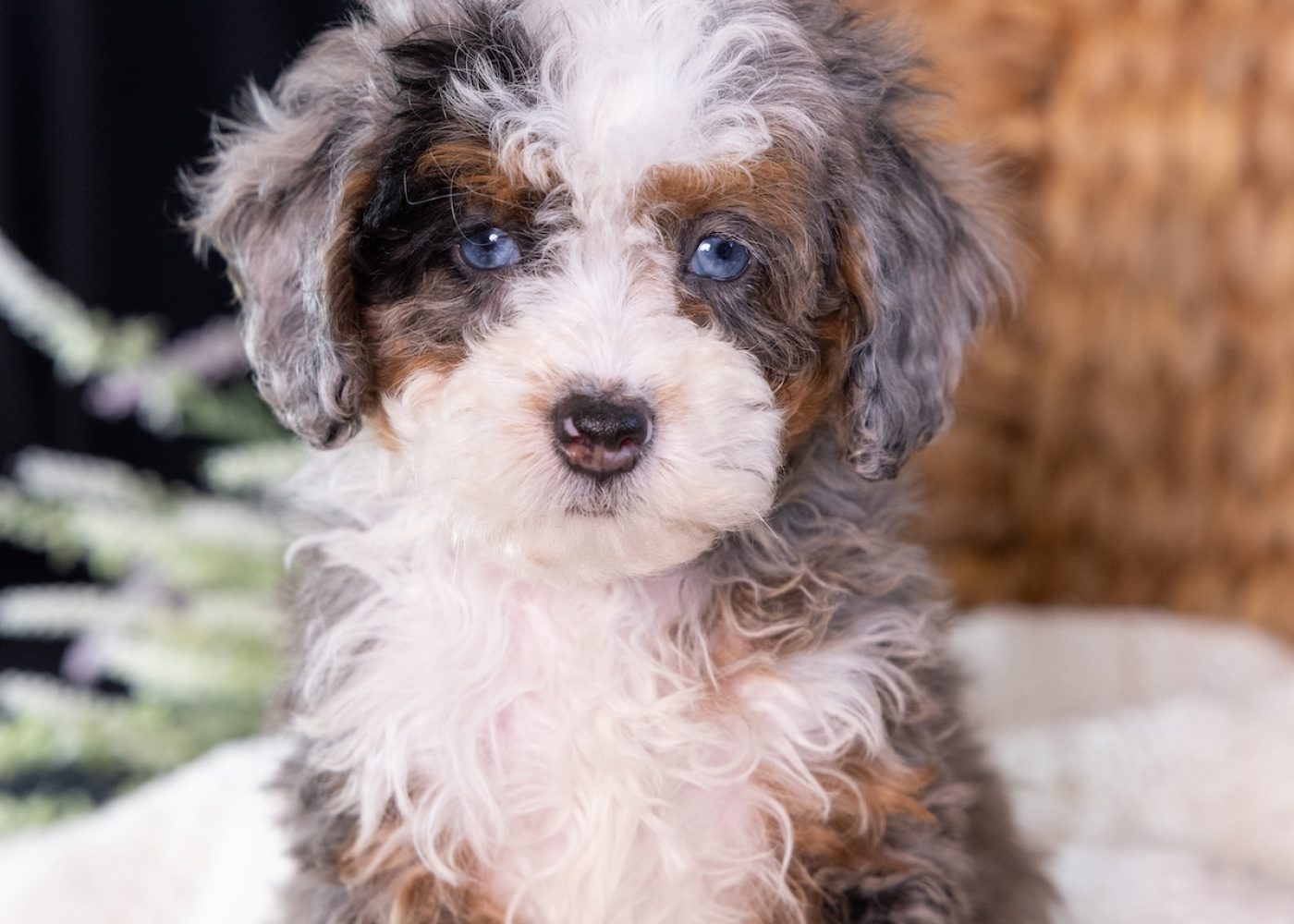 Micro Mini Bernedoodle puppy near me