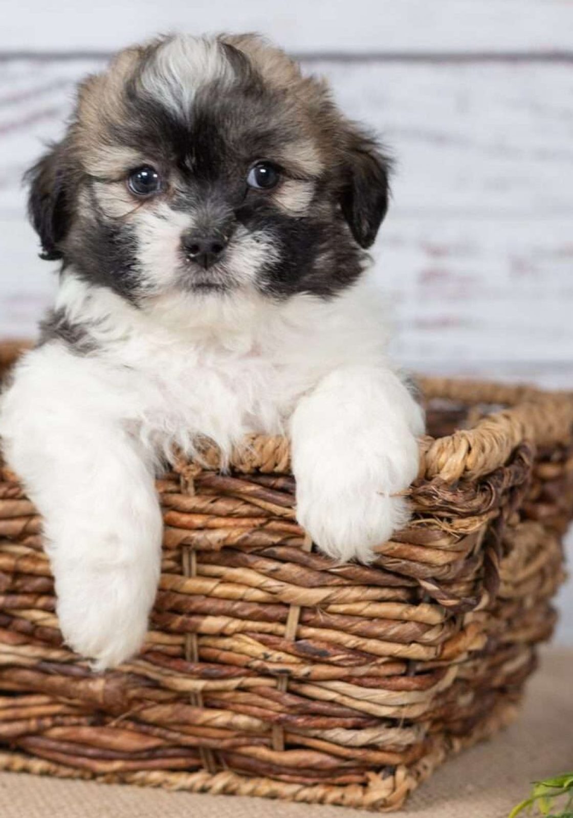 Murphy