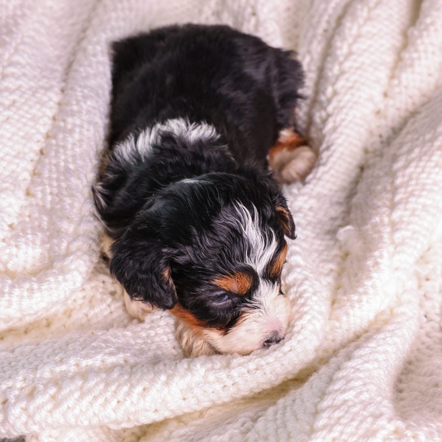 Reputable Micro Mini Bernedoodle breeder
