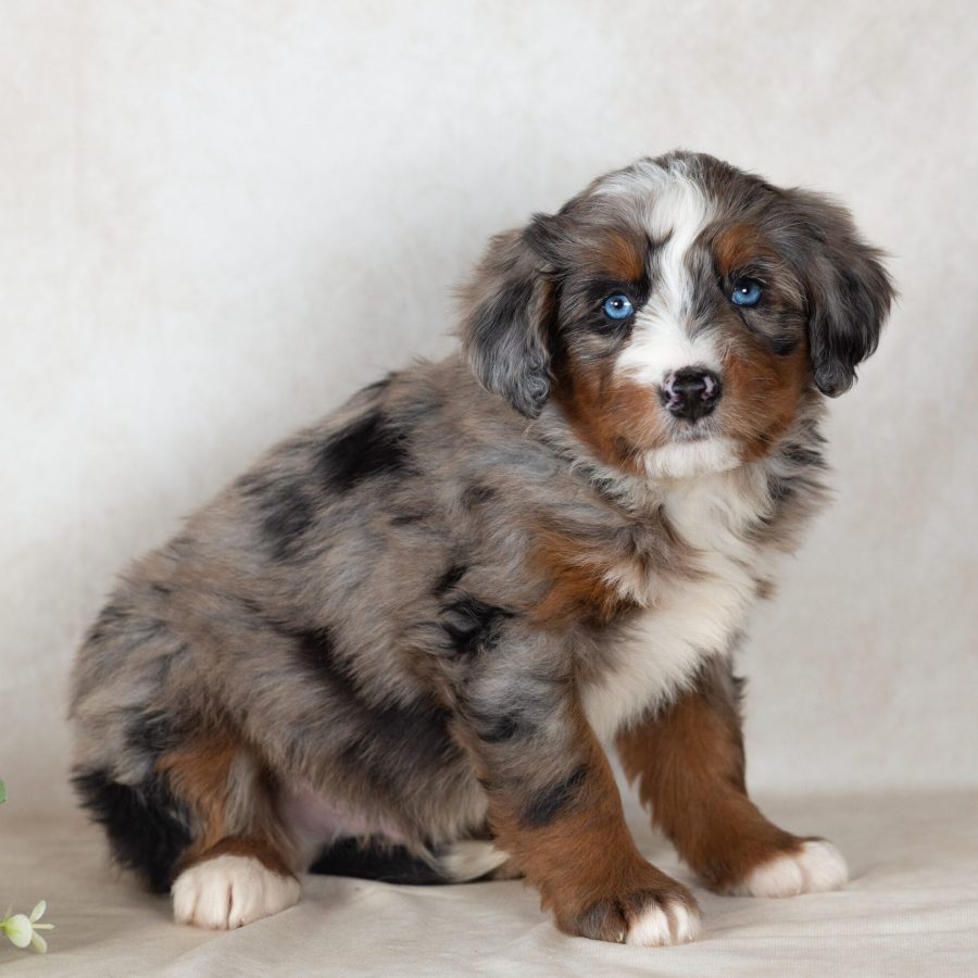 Scout (2)