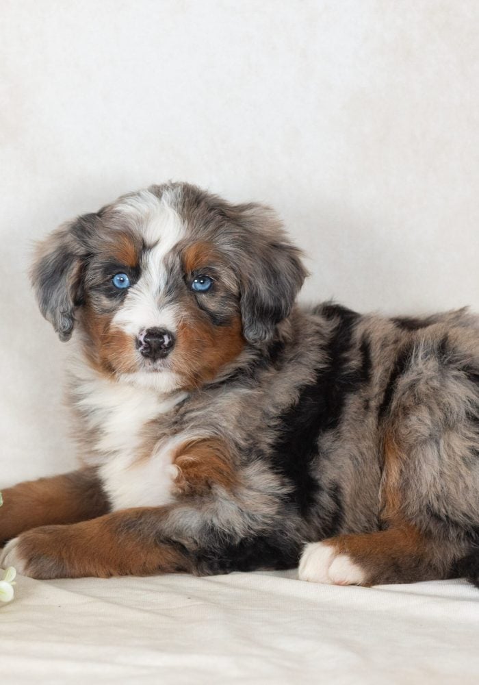 Scout (3)