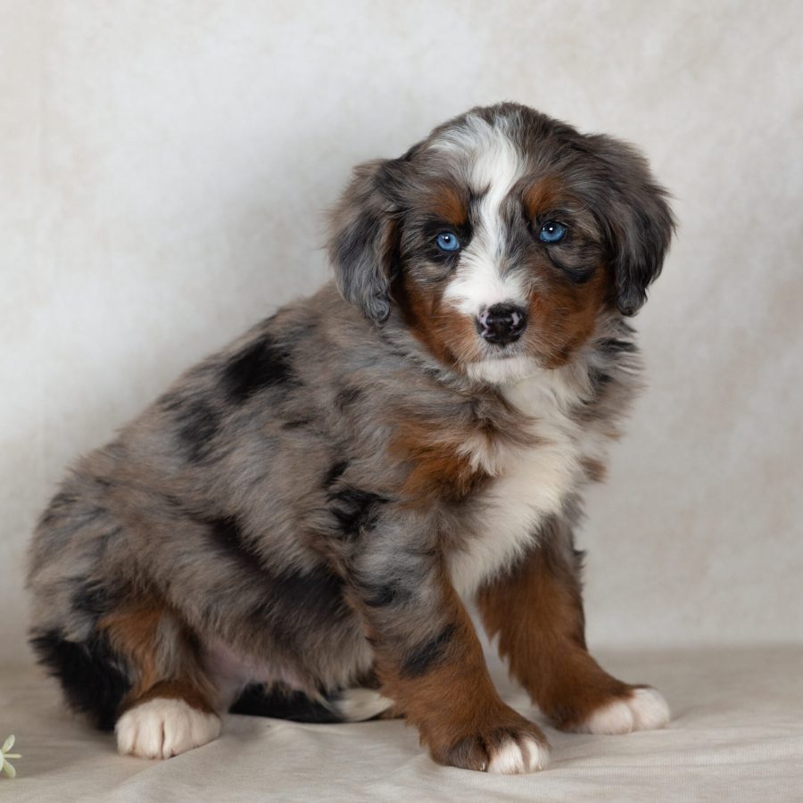 Scout (4)