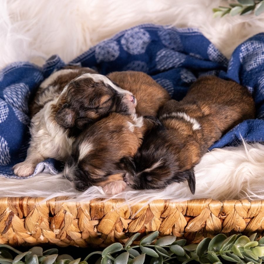 Shichon Puppies