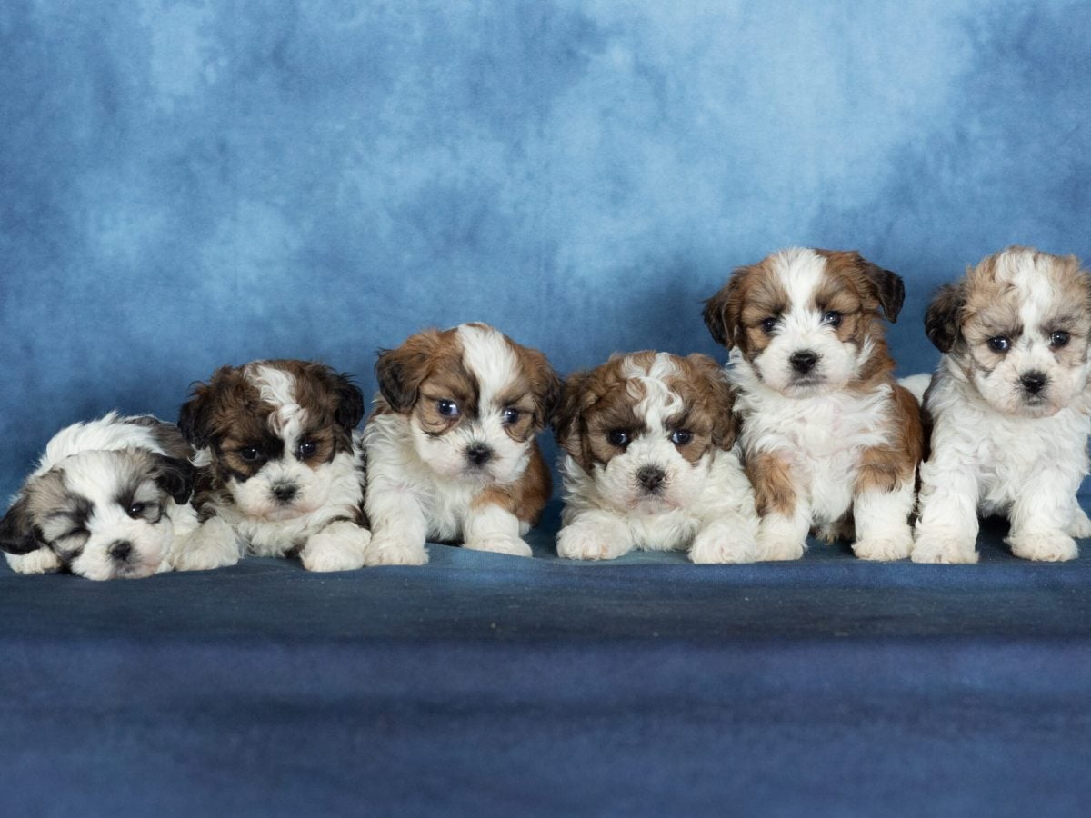 Shichon Puppies Waitlist