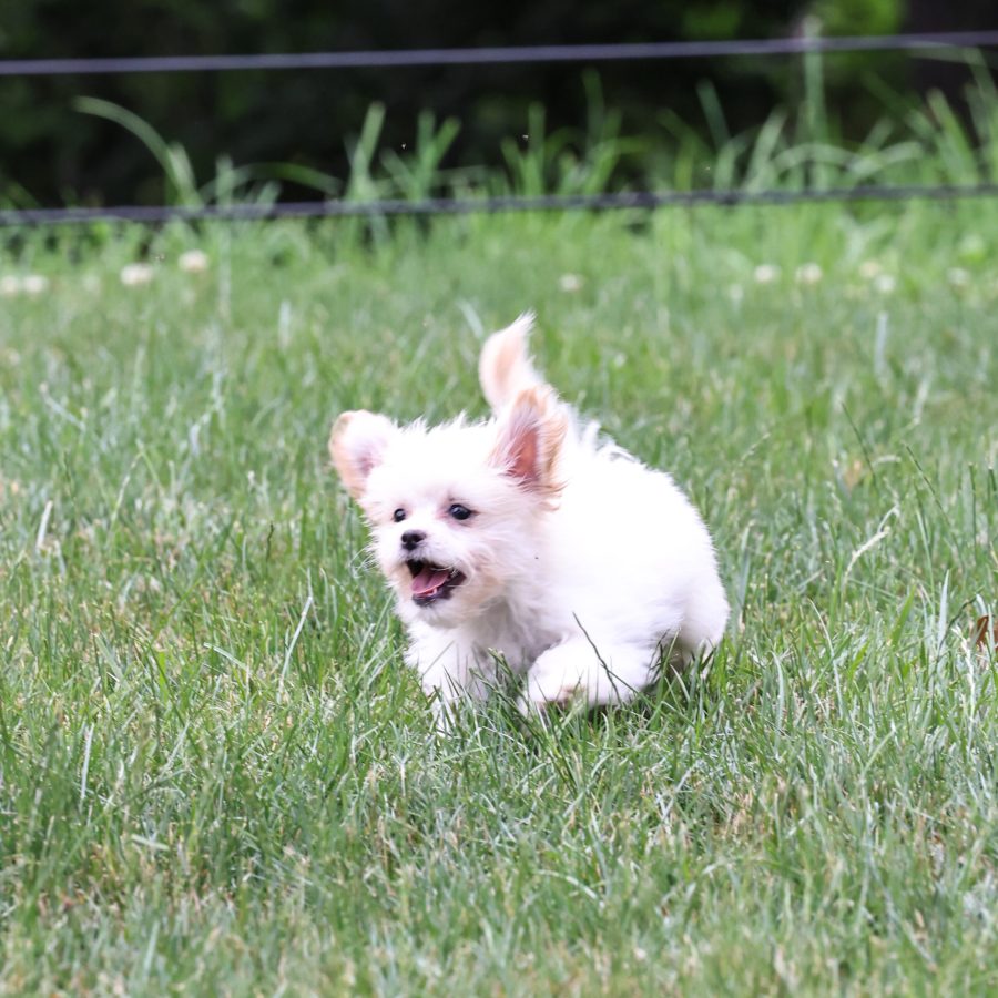 Shichon breeders near me