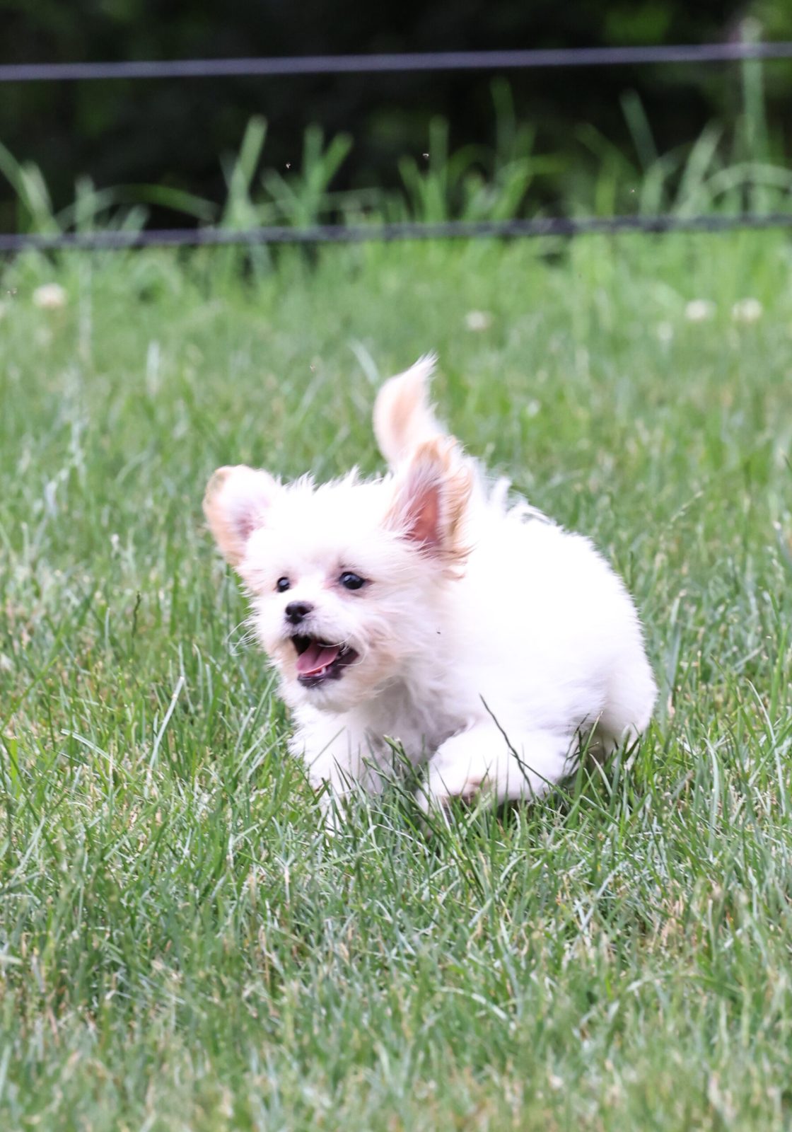 Shichon breeders near me