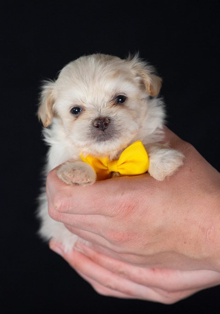 Shichon breeders near me NY