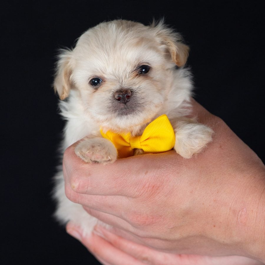 Shichon breeders near me NY