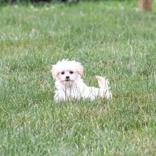 Shichon breeders near me for sale