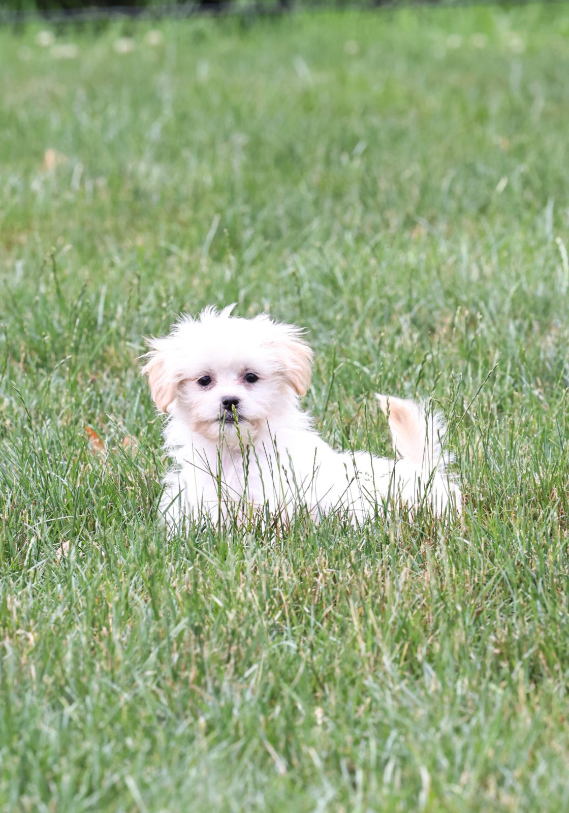 Shichon breeders near me for sale