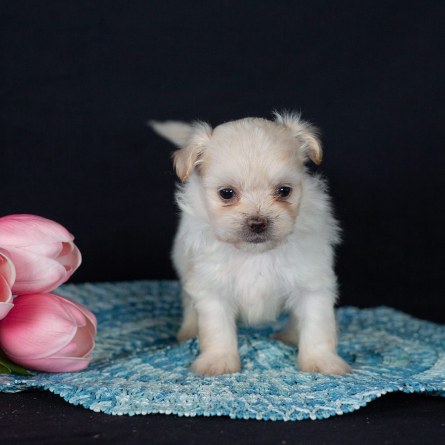 Shichon breeders near me good