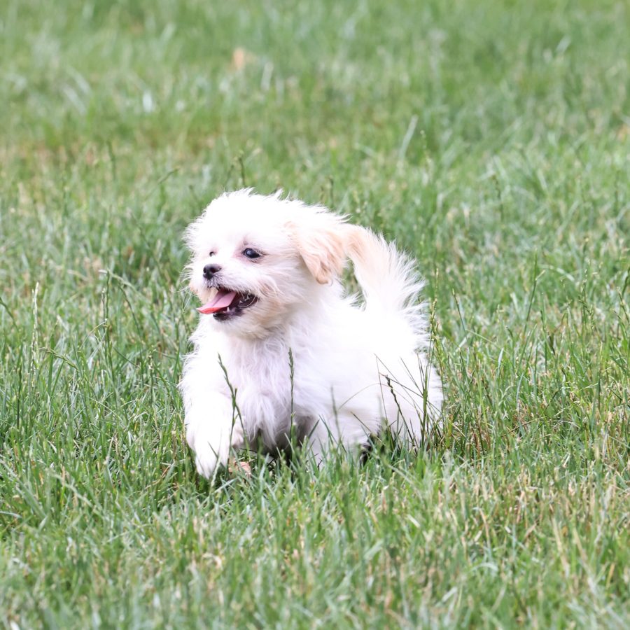 Shichon breeders near me pa