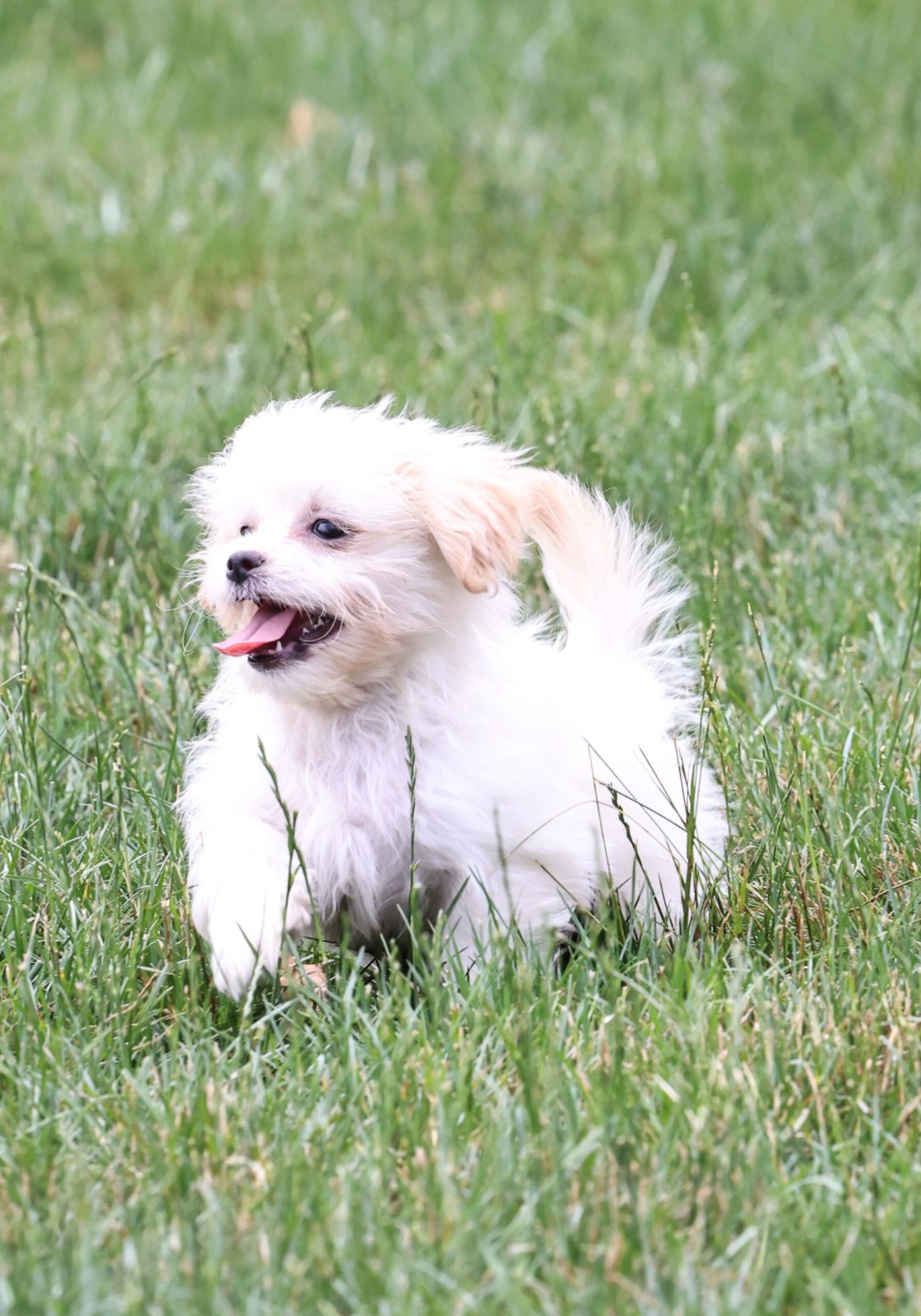 Shichon breeders near me pa