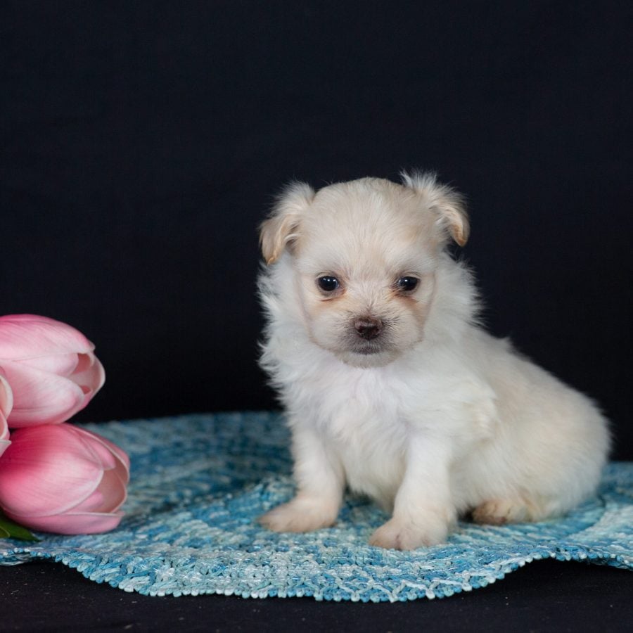 Shichon breeders near me pa