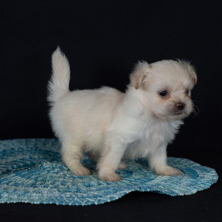 Shichon breeders near me puppies