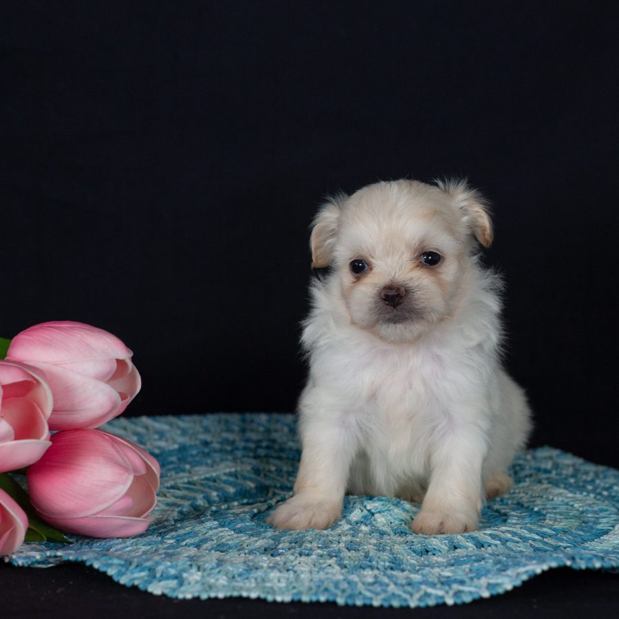 Shichon breeders near me