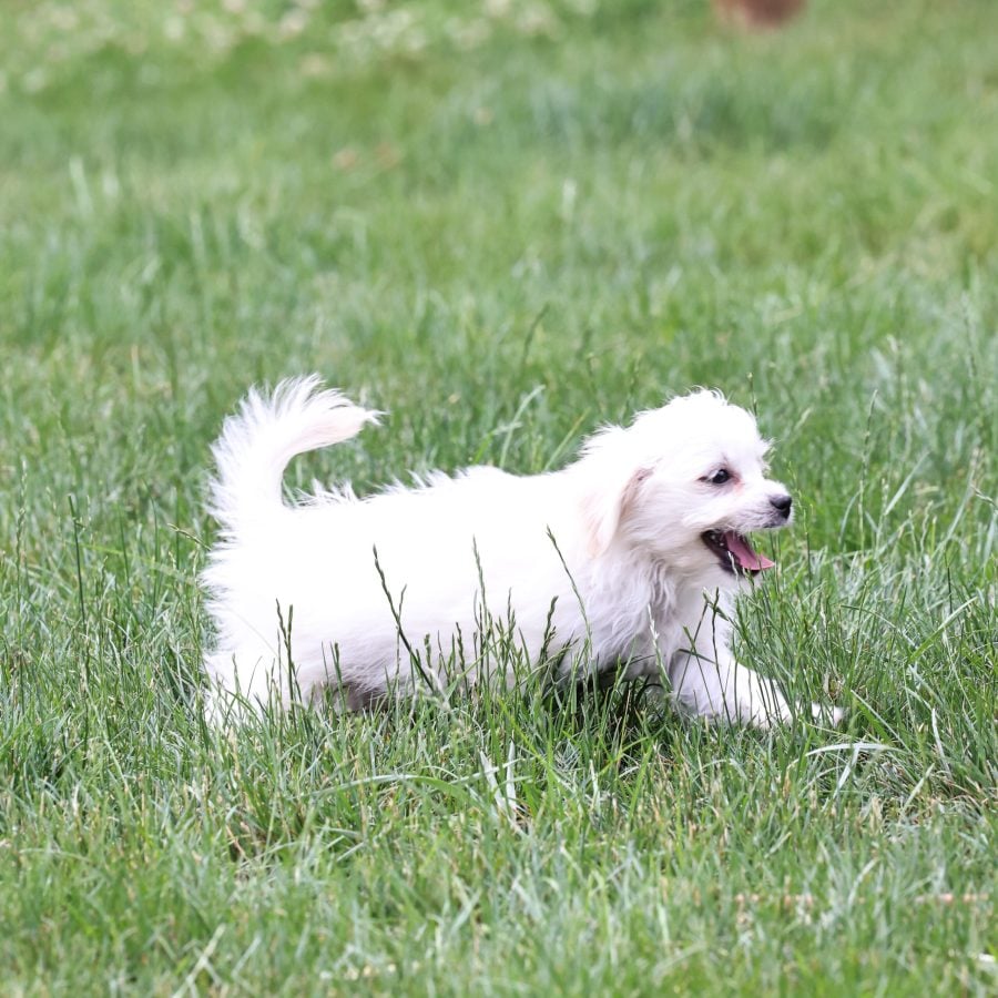 Shichon puppies for sale