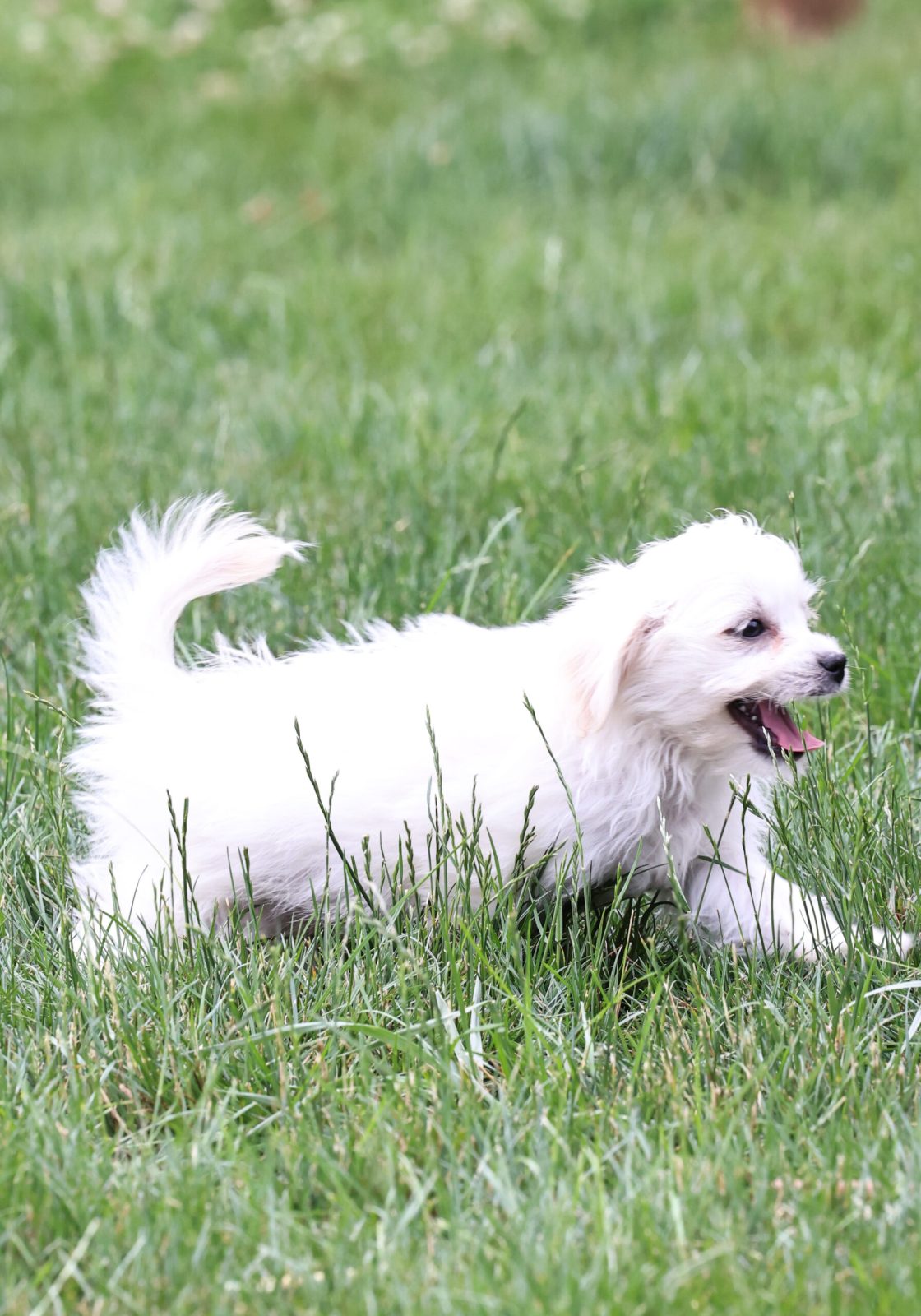Shichon puppies for sale