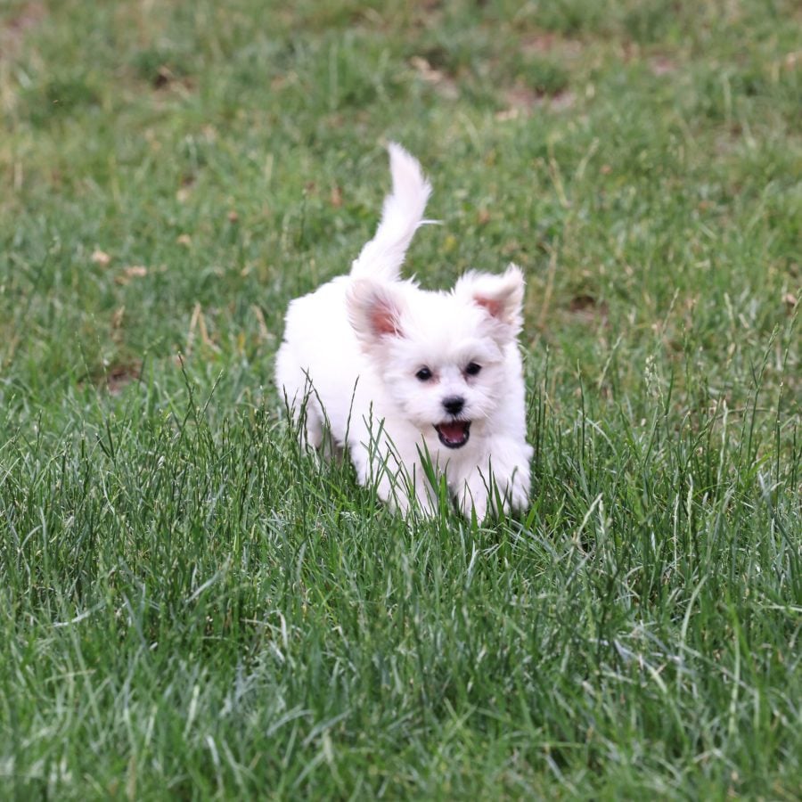 Shichon puppies for sale