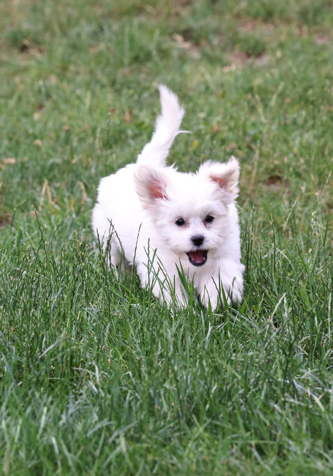 Shichon puppies for sale