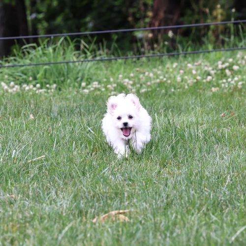 Shichon puppies for sale near me
