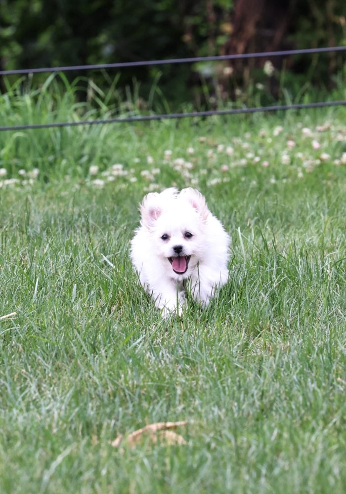 Shichon puppies for sale near me