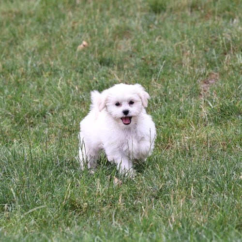 Shichon puppies for sale near me