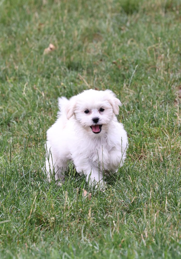 Shichon puppies for sale near me