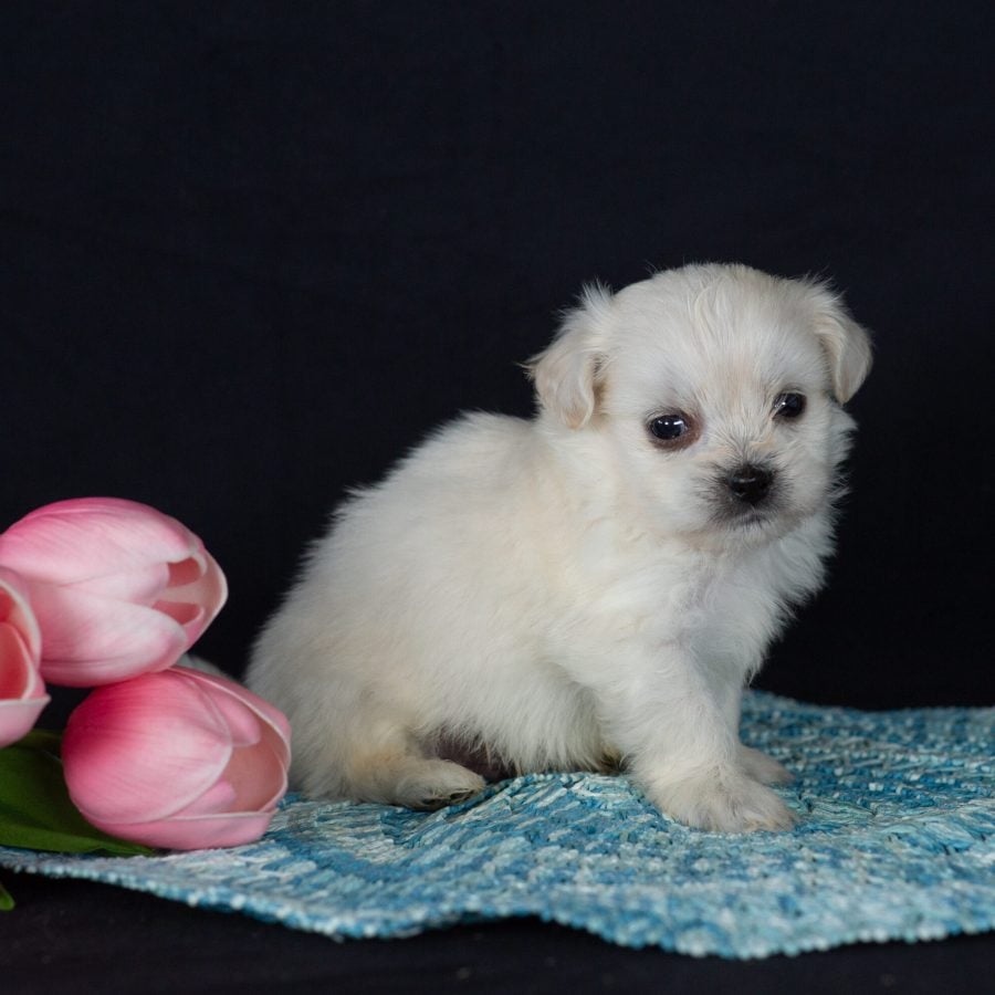 Shichon puppies for sale near me