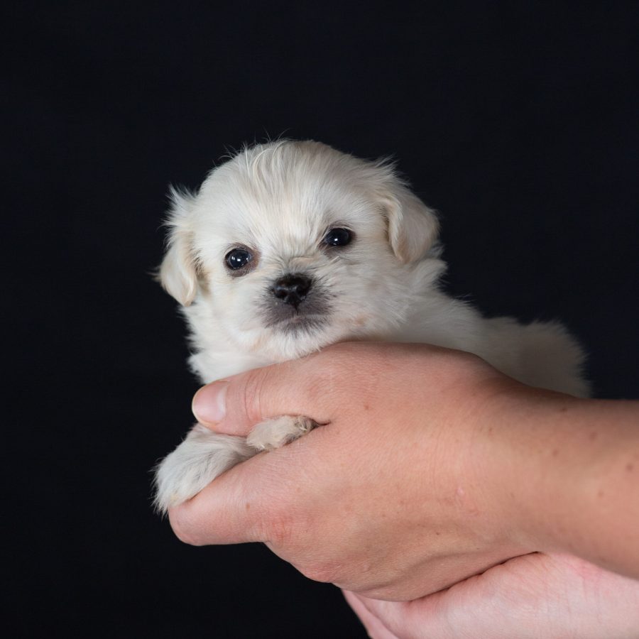 Shichon puppies for sale near pa