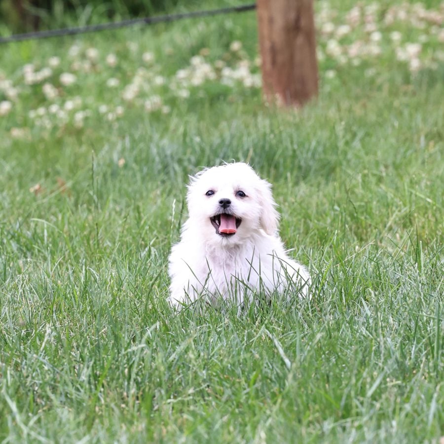 Shichon puppies for sale pa