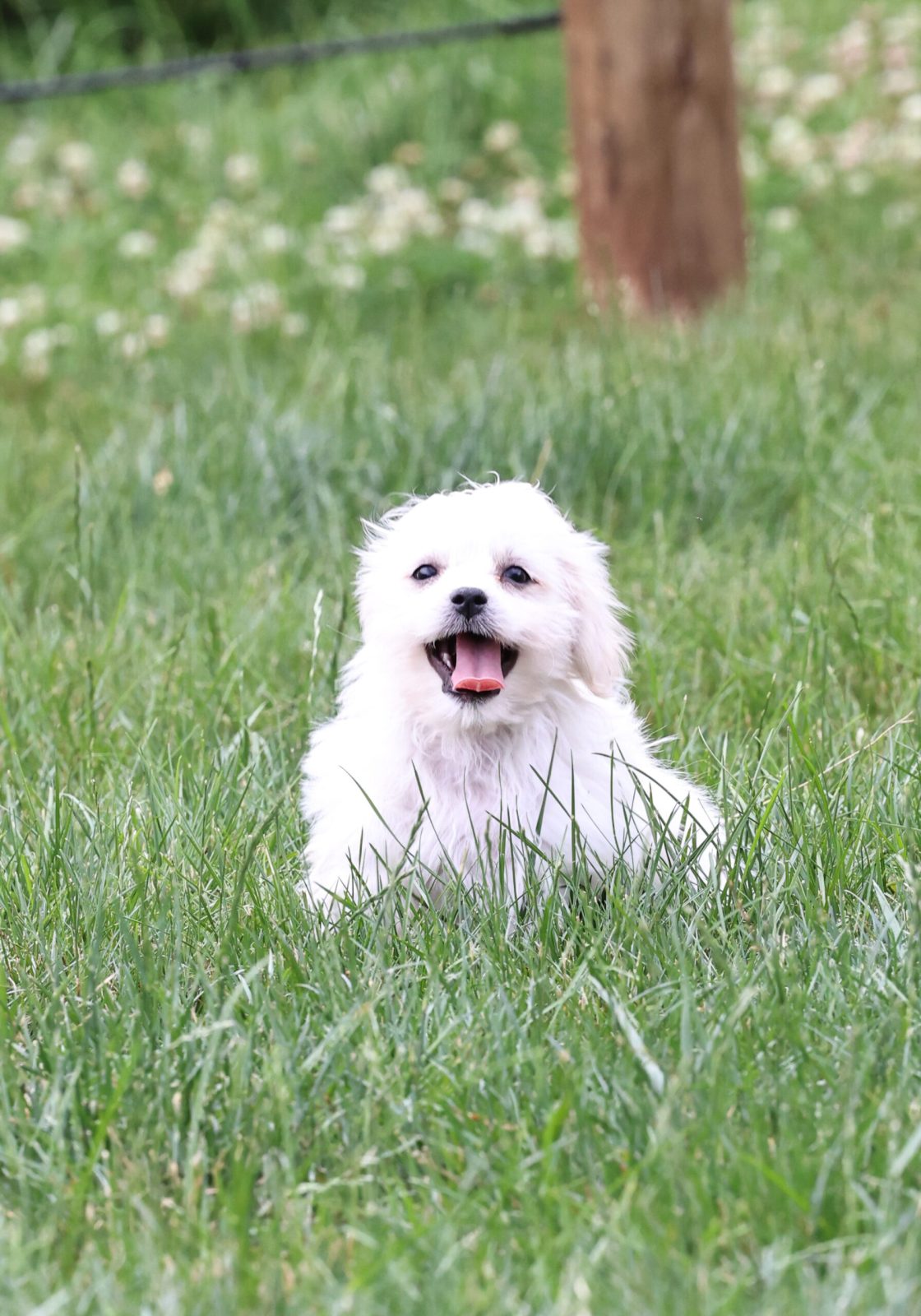 Shichon puppies for sale pa