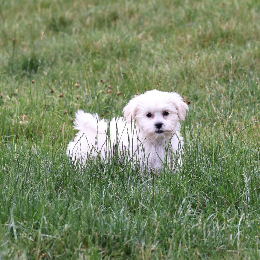 Shichon puppies for sale pa