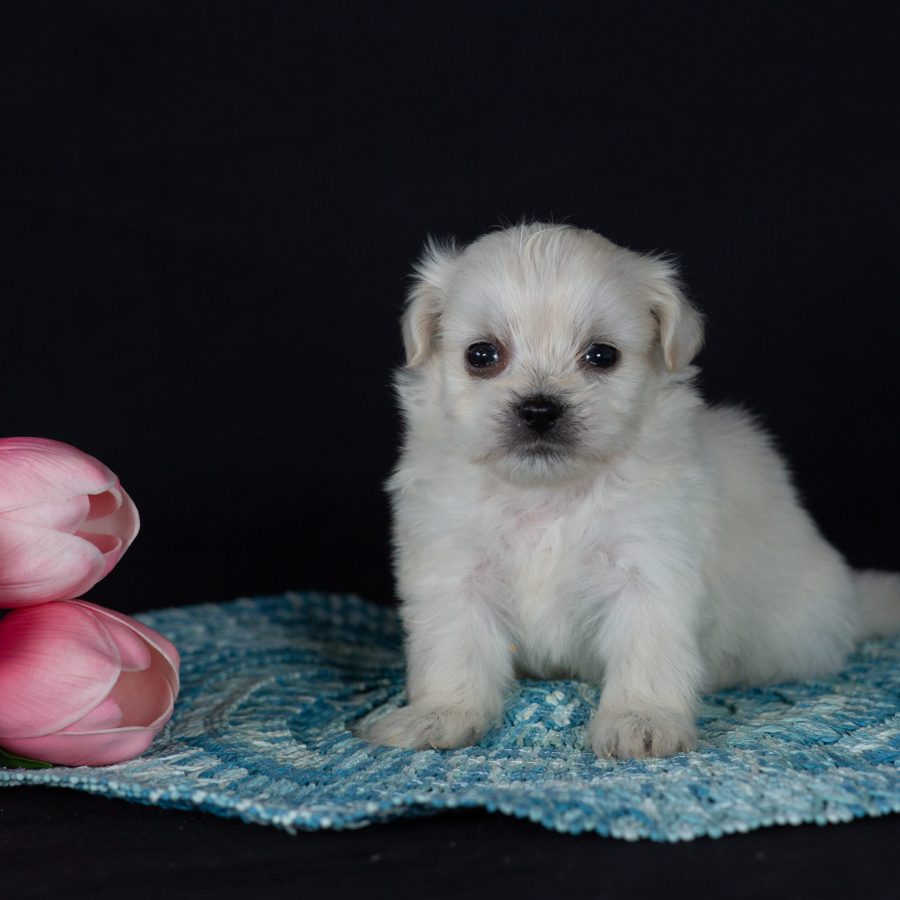 Shichon puppies for sale pa