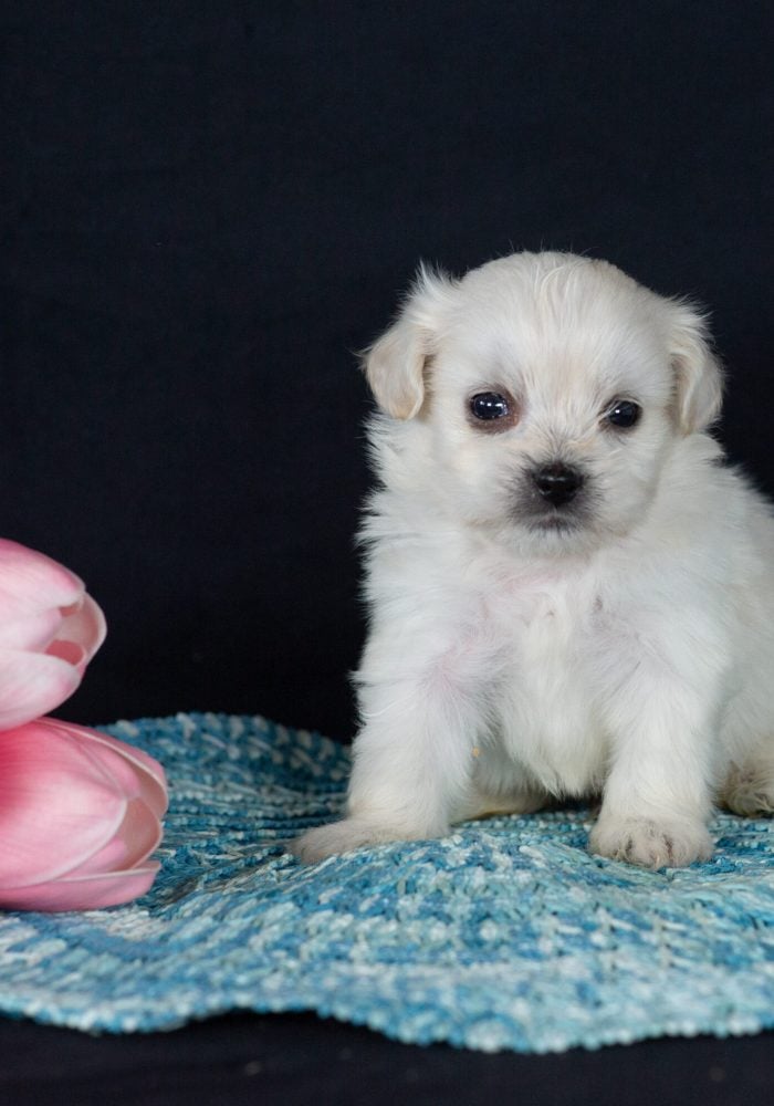 Shichon puppies for sale