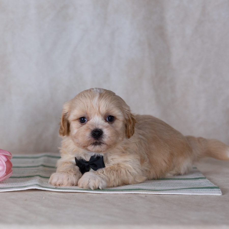 Shichon puppy for sale male