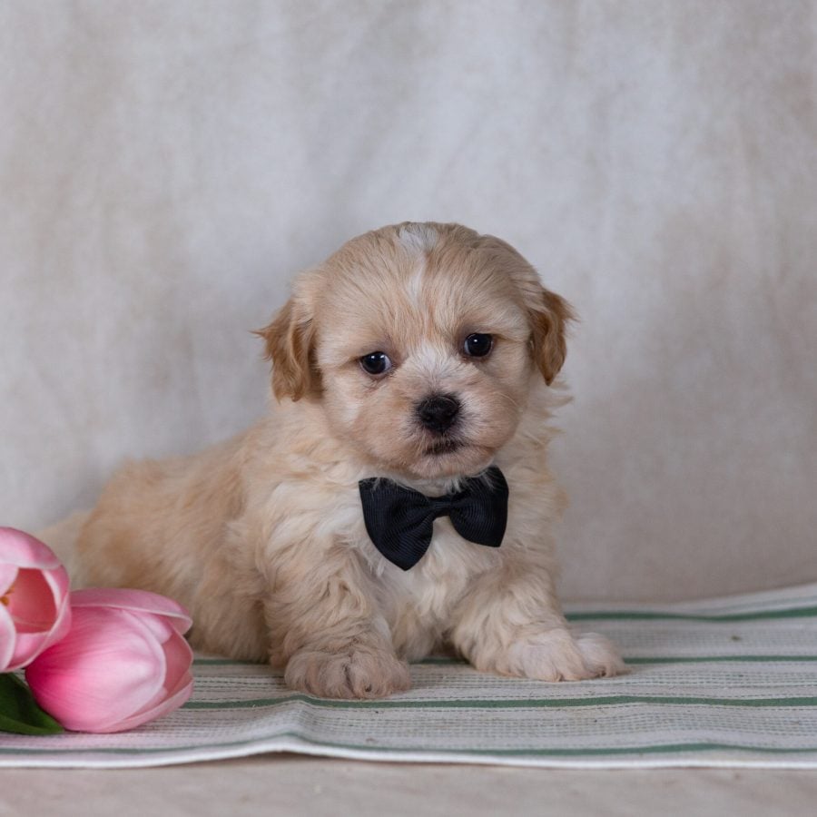 Shichon puppy for sale near me