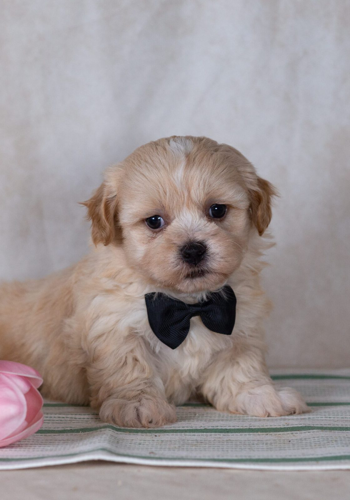 Shichon puppy for sale near me