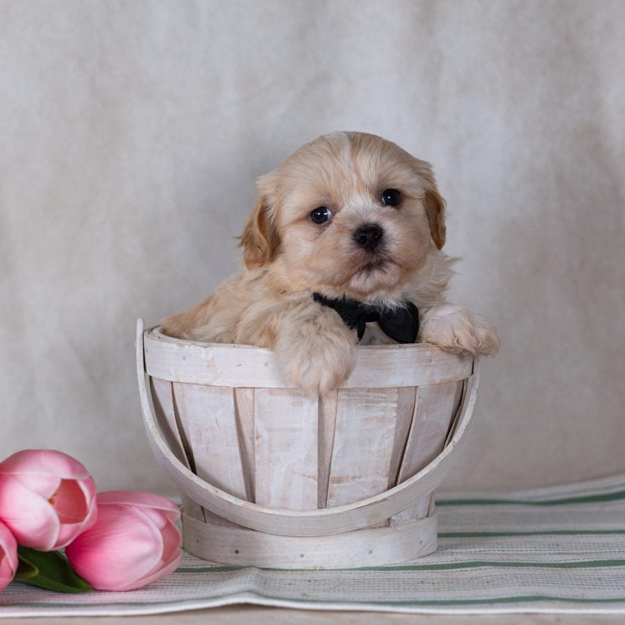 Shichon puppy for sale pa