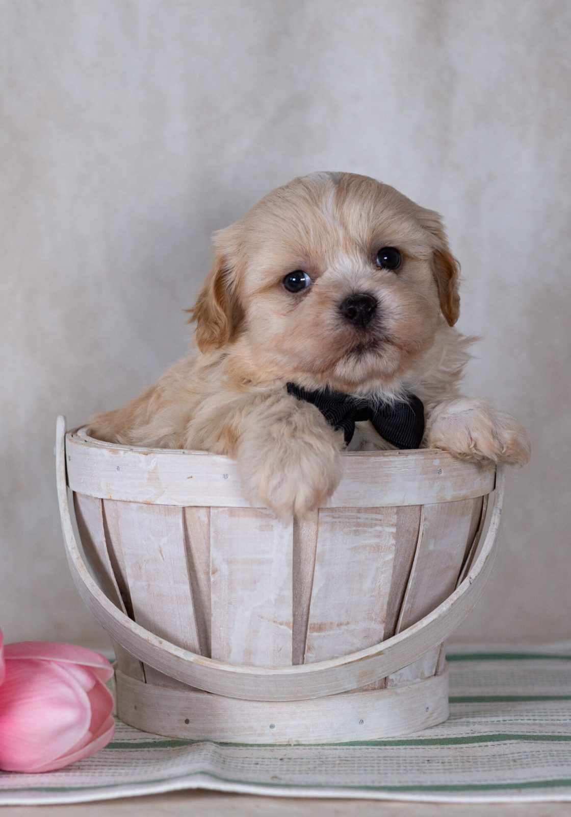 Shichon puppy for sale pa