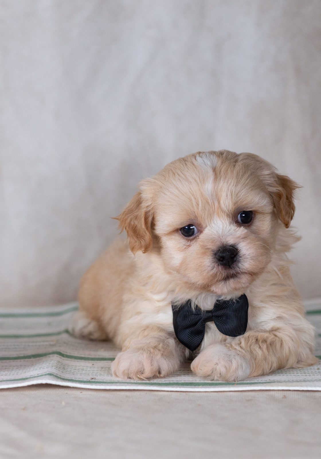 Shichon puppy for sale paw tale puppies